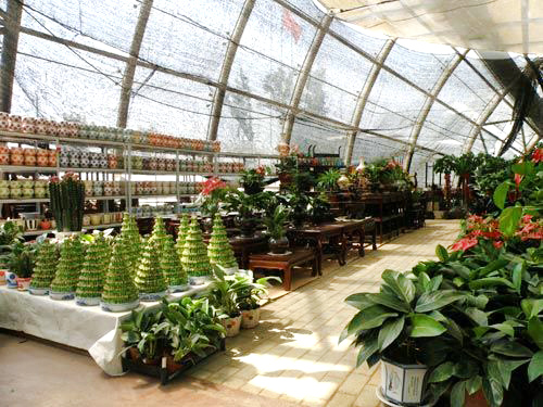 盆栽蘭花養殖養護管理方法