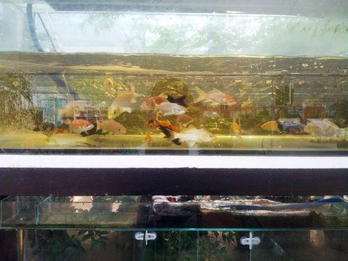 水族產品